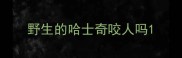野生的哈士奇咬人吗