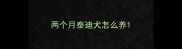 两个月泰迪犬怎么养