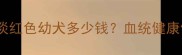 哈士奇价格全淡红色幼犬多少钱血统健康饲养指南全公开