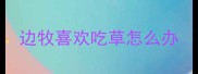 边牧喜欢吃草怎么办