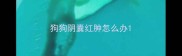狗狗阴囊红肿怎么办