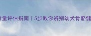 边牧骨量评估指南5步教你辨别幼犬骨骼健康度
