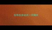 拉布拉多幼犬一天喝水