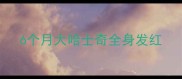 6个月大哈士奇全身发红