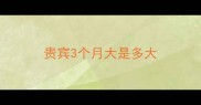 贵宾3个月大是多大