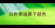 白色泰迪鼻子颜色