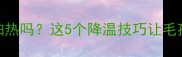边牧桑拿天怕热吗这5个降温技巧让毛孩子凉快一夏