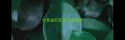 白泰迪好还是灰泰迪好