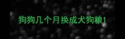 狗狗几个月换成犬狗粮