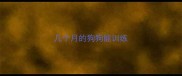 几个月的狗狗能训练