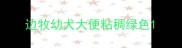 边牧幼犬大便粘稠绿色