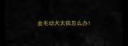 金毛幼犬太疯怎么办