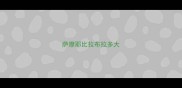 萨摩耶比拉布拉多大