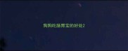 狗狗吃肠胃宝的好处