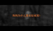 狗狗为什么喜欢钻被窝