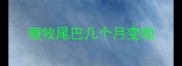 德牧尾巴几个月变粗