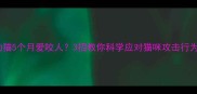 幼猫5个月爱咬人3招教你科学应对猫咪攻击行为