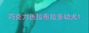 巧克力色拉布拉多幼犬
