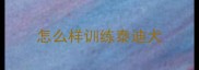 怎么样训练泰迪犬