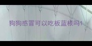 狗狗感冒可以吃板蓝根吗