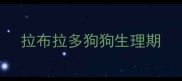 拉布拉多狗狗生理期