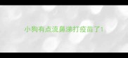 小狗有点流鼻涕打疫苗了