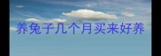 养兔子几个月买来好养