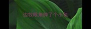 边牧眼角肿了个小包