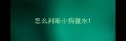 怎么判断小狗腹水