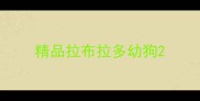 精品拉布拉多幼狗