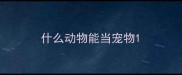什么动物能当宠物