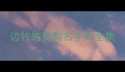 边牧的狗狗名字大全集
