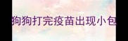 狗狗打完疫苗出现小包