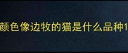 颜色像边牧的猫是什么品种