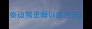 泰迪窝里睡训练方法