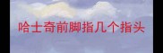哈士奇前脚指几个指头