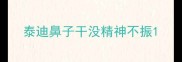 泰迪鼻子干没精神不振