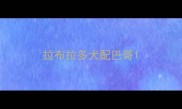 拉布拉多犬配巴哥
