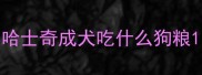 哈士奇成犬吃什么狗粮