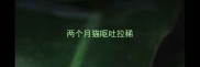 两个月猫呕吐拉稀