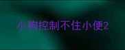 小狗控制不住小便