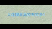 大连哪里卖拉布拉多
