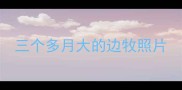 三个多月大的边牧照片