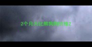 2个月大比熊狗狗价格