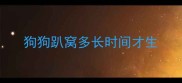 狗狗趴窝多长时间才生