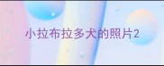小拉布拉多犬的照片
