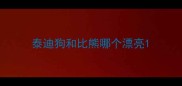 泰迪狗和比熊哪个漂亮