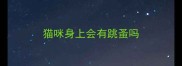 猫咪身上会有跳蚤吗