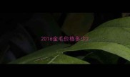 2016金毛价格多少