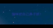 猫咪把自己鼻子抓